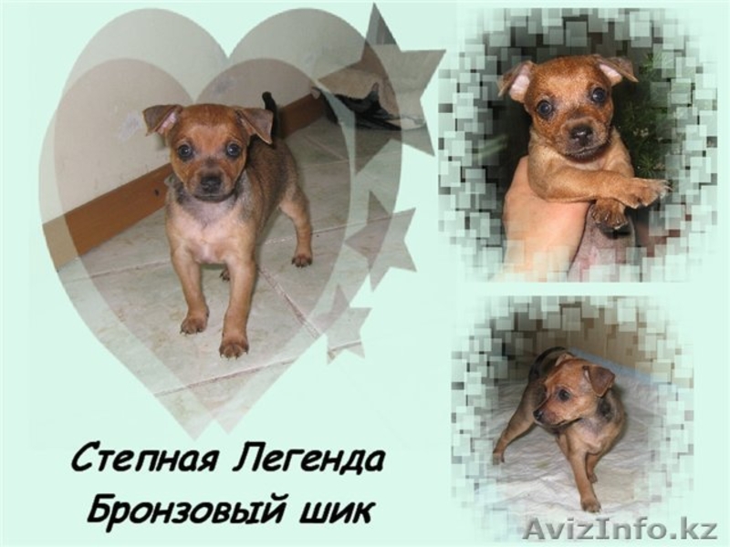 Продам щенков той терьера - Изображение #2, Объявление #66579