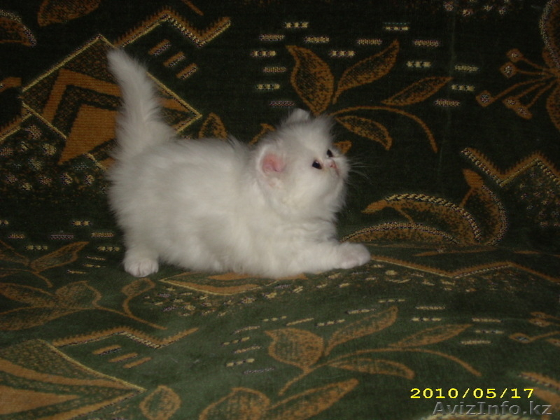 котята от лучших производителей - Изображение #5, Объявление #119107