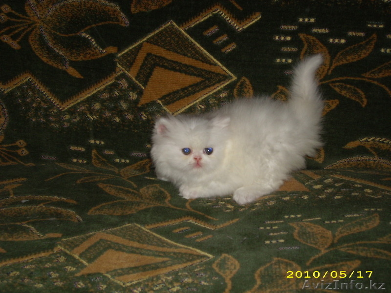 котята от лучших производителей - Изображение #4, Объявление #119107