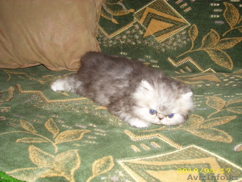 котята от лучших производителей - Изображение #3, Объявление #119107