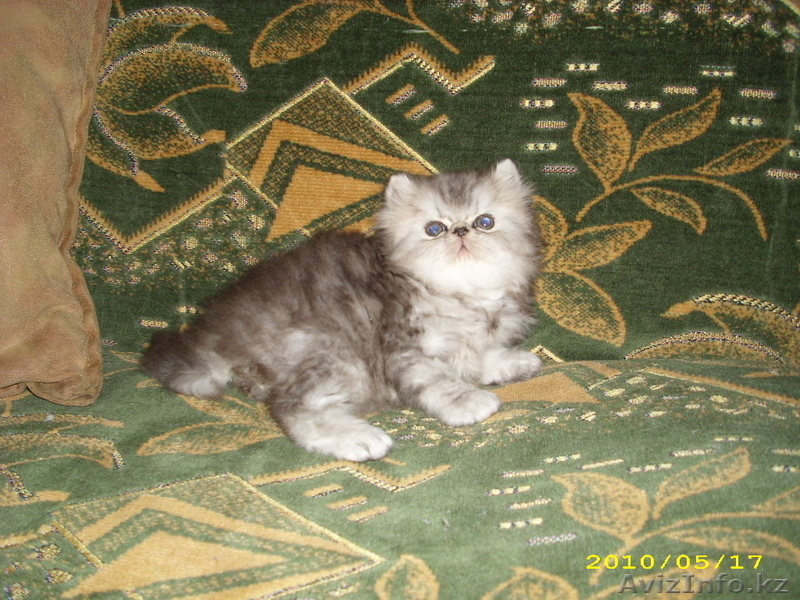 котята от лучших производителей - Изображение #2, Объявление #119107