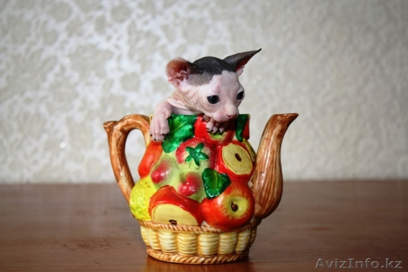 канадcкий сфинкс  и донской - Изображение #2, Объявление #181788