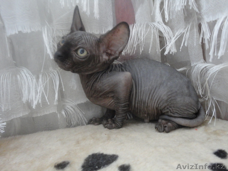 канадcкий сфинкс  и донской - Изображение #6, Объявление #181788