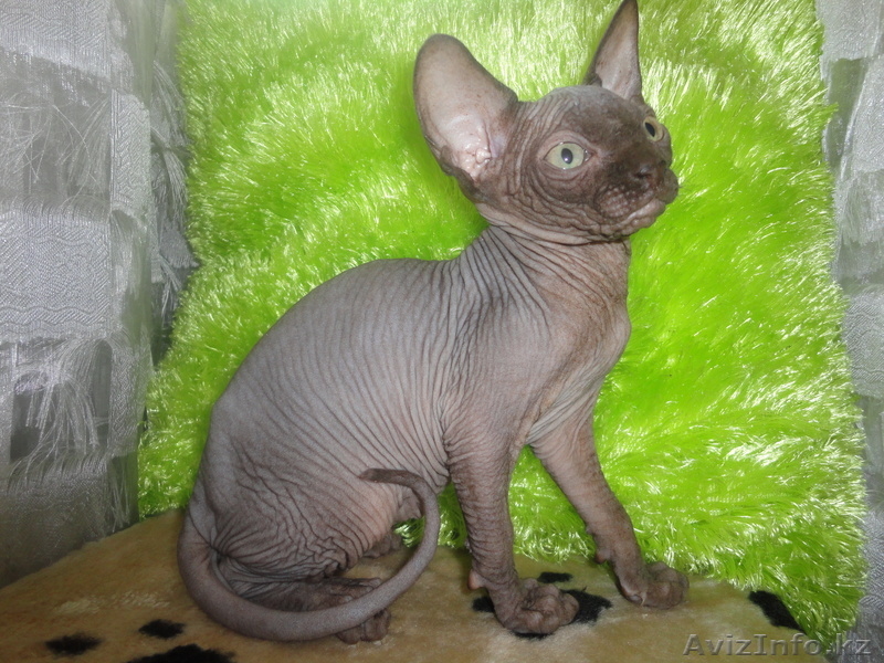 канадcкий сфинкс  и донской - Изображение #3, Объявление #181788