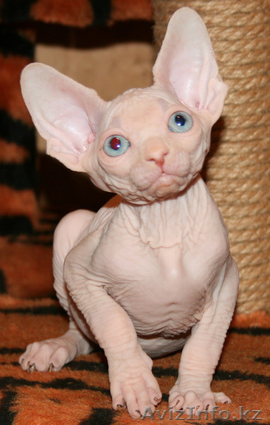 канадcкий сфинкс  и донской - Изображение #5, Объявление #181788