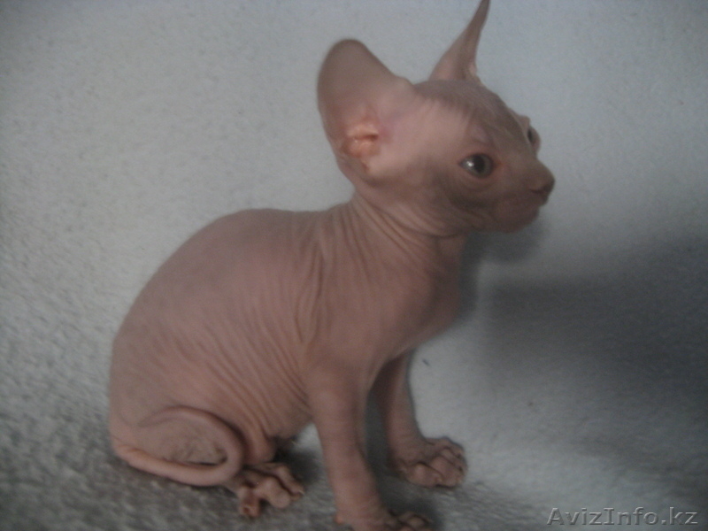 канадcкий сфинкс  и донской - Изображение #4, Объявление #181788