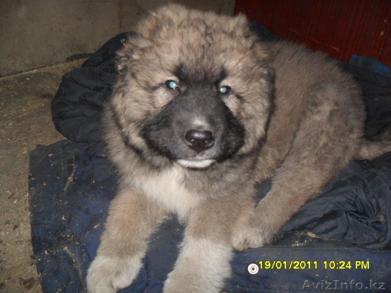 Продам щенка кавказской овчарки - Изображение #1, Объявление #202340