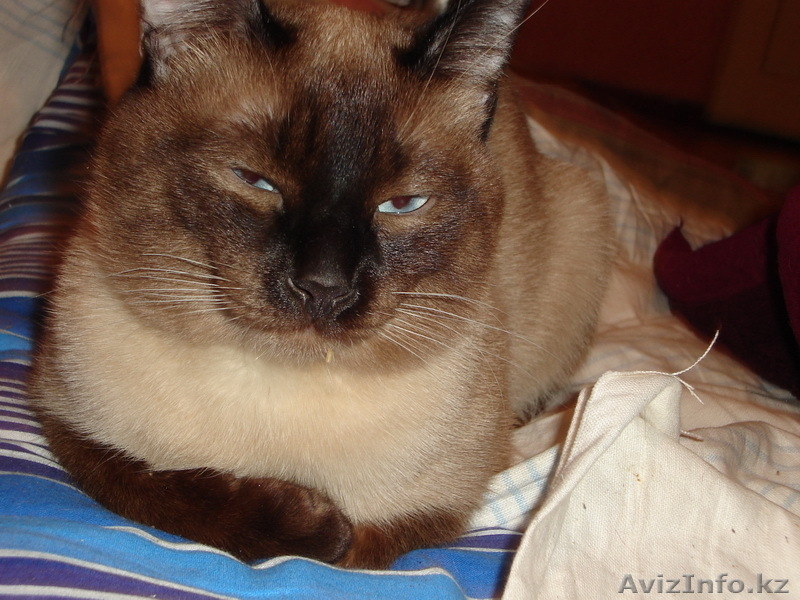 дарю кота-сиамца, молодых 2 кошечек - Изображение #1, Объявление #241821