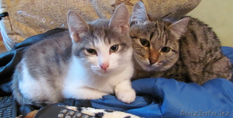 дарю кота-сиамца, молодых 2 кошечек - Изображение #2, Объявление #241821