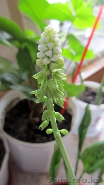 Продаю Canon sx210 IS срочно! - Изображение #1, Объявление #278659