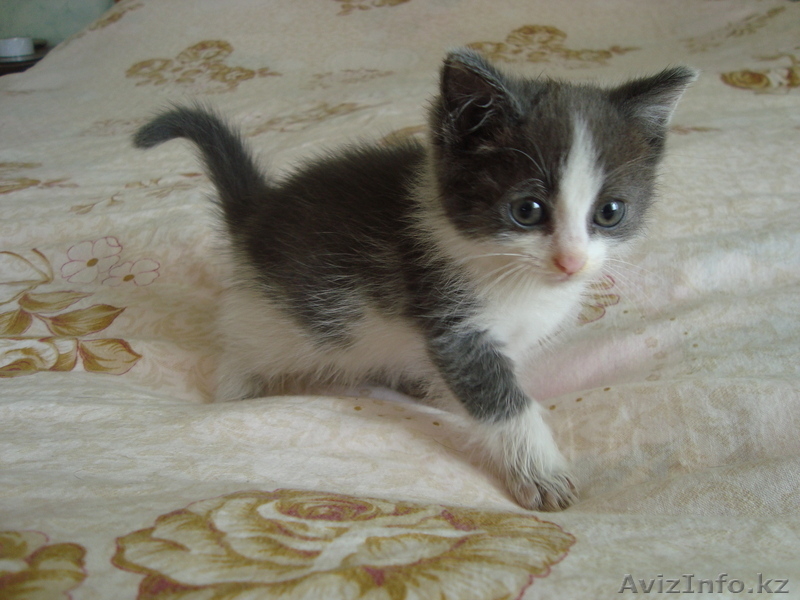 Они прелесть!!!!мы за них в ответе!! - Изображение #1, Объявление #334500