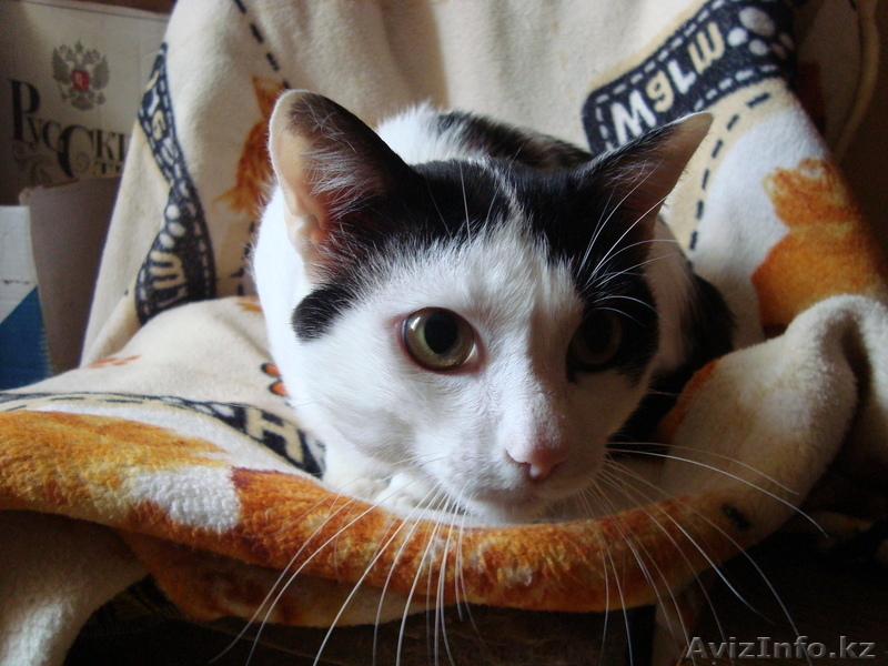 Они прелесть!!!!мы за них в ответе!! - Изображение #3, Объявление #334500