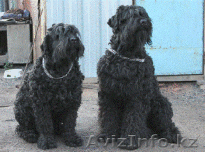 Щенки породы Русский Черный Терьер - Изображение #1, Объявление #364583