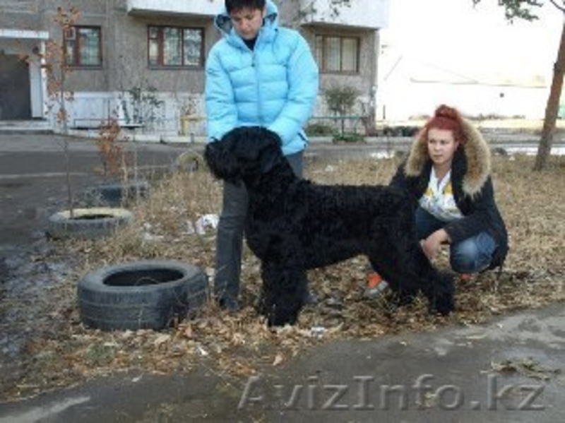Щенки породы Русский Черный Терьер - Изображение #3, Объявление #364583