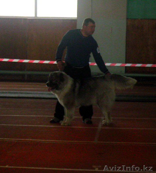 Продаются элитные щенки кавказской овчарки - Изображение #1, Объявление #344169