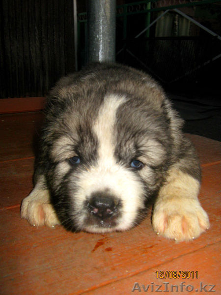 Продаются элитные щенки кавказской овчарки - Изображение #4, Объявление #344169