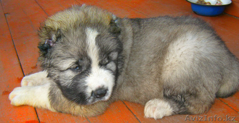 Продаются элитные щенки кавказской овчарки - Изображение #2, Объявление #344169