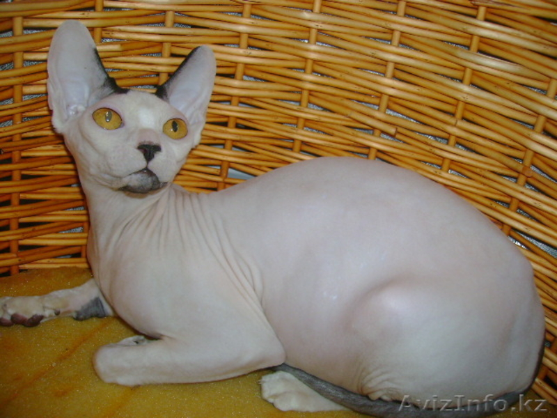 канадcкий сфинкс  и донской - Изображение #10, Объявление #181788