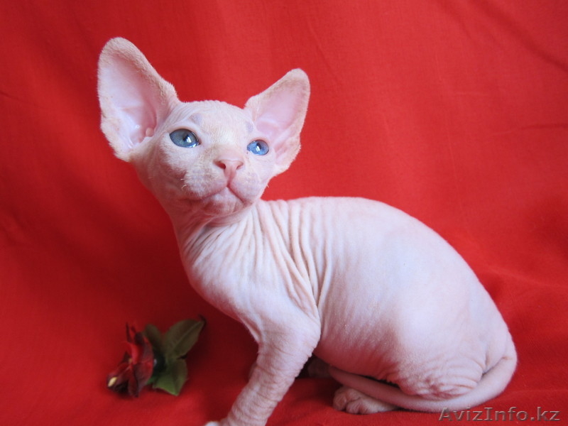 канадcкий сфинкс  и донской - Изображение #8, Объявление #181788