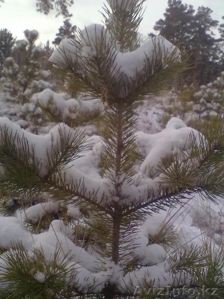 Новогодние Ёлки - Изображение #2, Объявление #447270