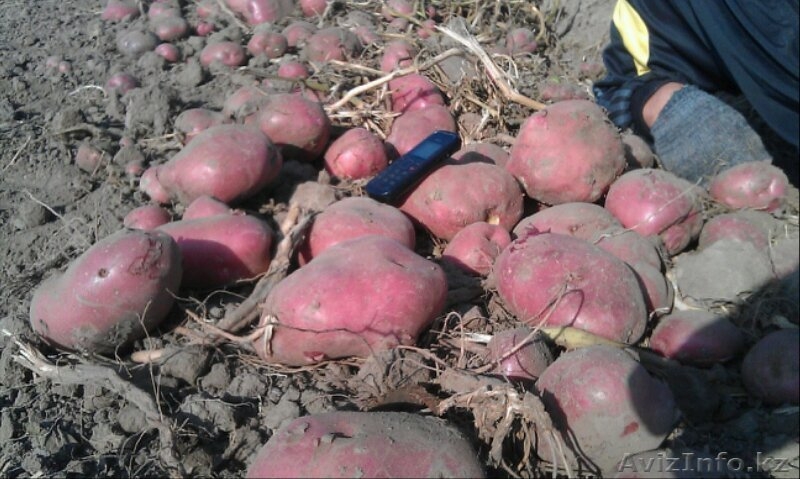 Продовольственный и семенной картофель - Изображение #3, Объявление #450289