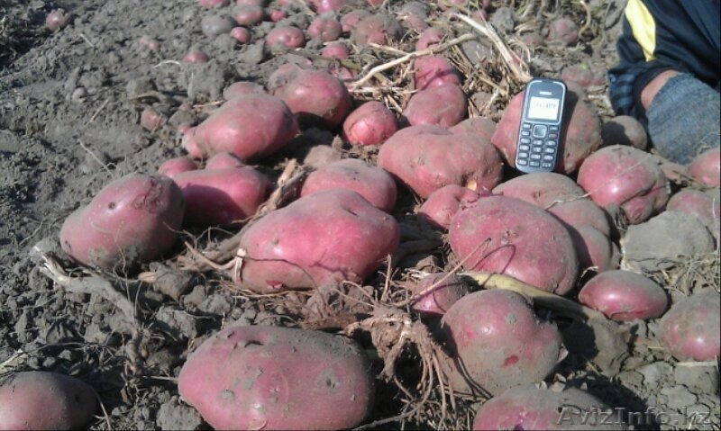 Продовольственный и семенной картофель - Изображение #5, Объявление #450289
