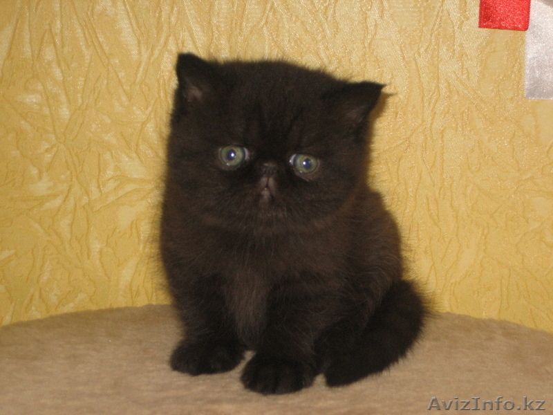 котята экзотической породы экзот продаю - Изображение #1, Объявление #443795