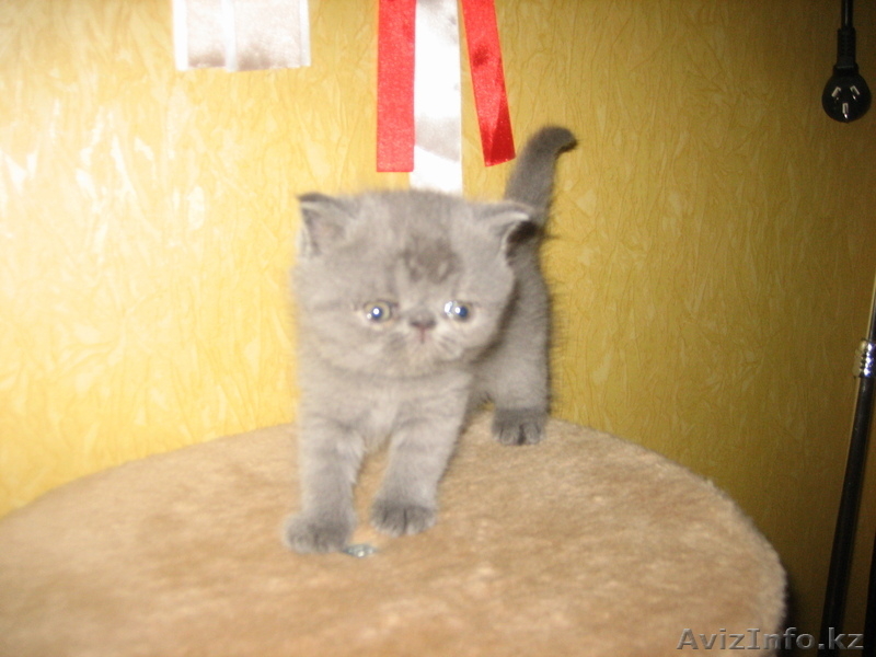 котята экзотической породы экзот продаю - Изображение #3, Объявление #443795