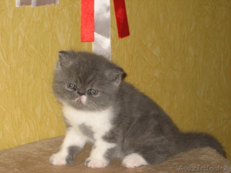 котята экзотической породы экзот продаю - Изображение #2, Объявление #443795