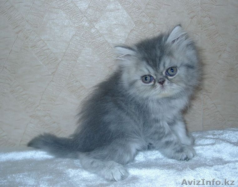 Породистые котята - Изображение #1, Объявление #464026