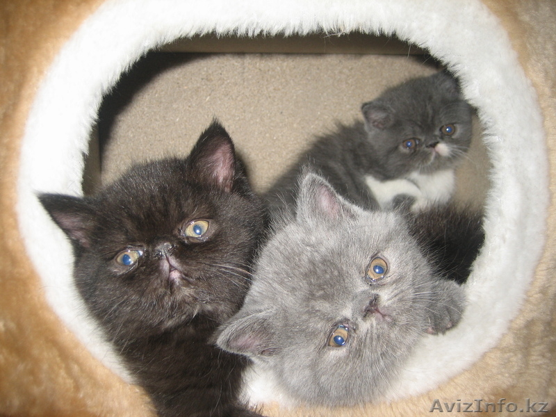 котята экзотической породы экзоты продаю - Изображение #1, Объявление #463630