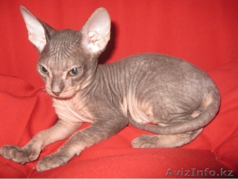 Алматы Казахстан питомник Silvia донские  и канадские сфинксы котята - Изображение #1, Объявление #544423