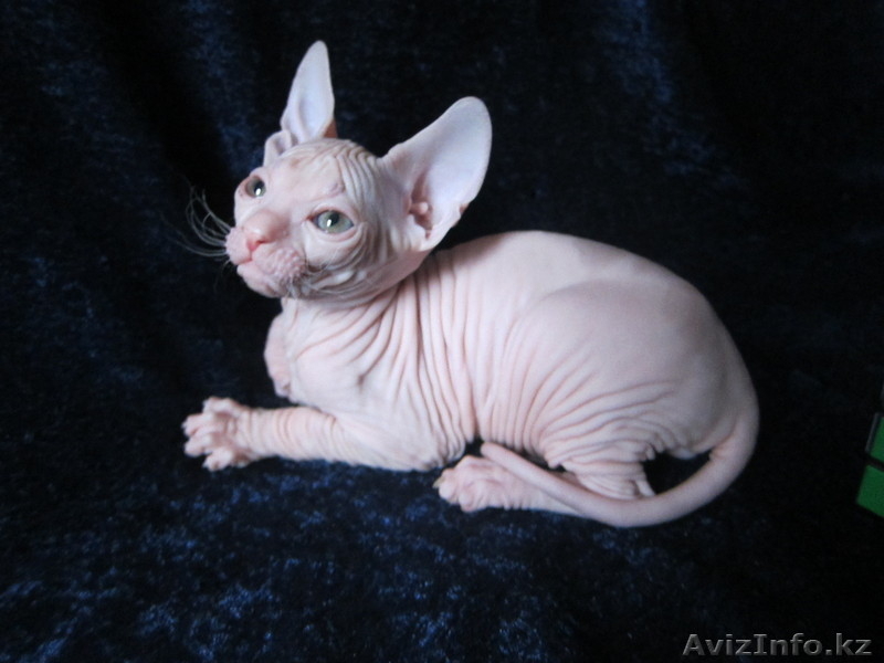 Алматы Казахстан питомник Silvia донские  и канадские сфинксы котята - Изображение #2, Объявление #544423
