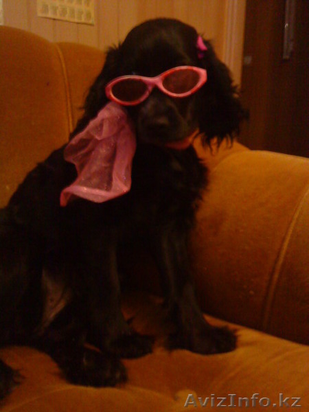 Продаю щенков русский спаниель. - Изображение #5, Объявление #573938