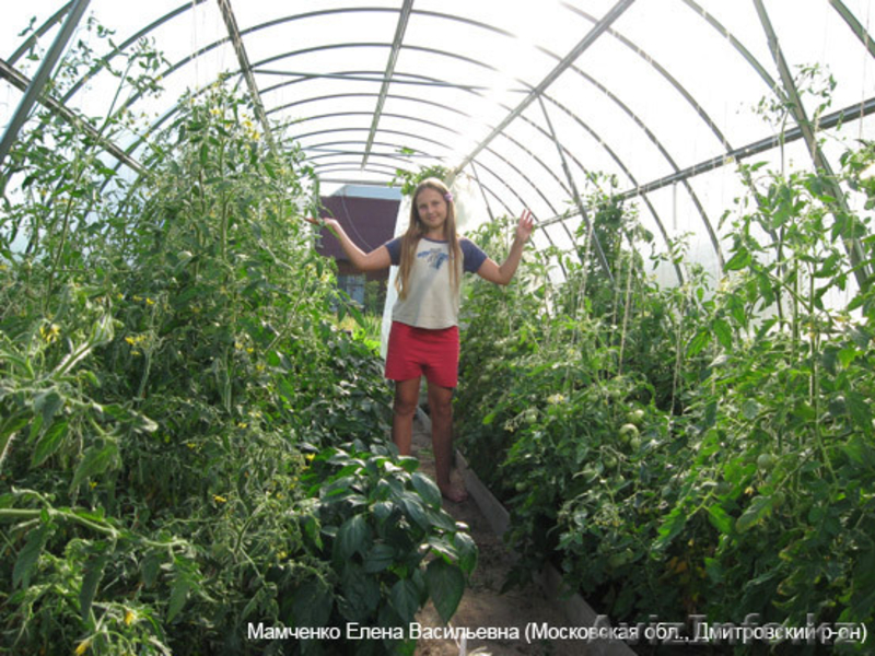 Парники и теплицы - Изображение #3, Объявление #256288