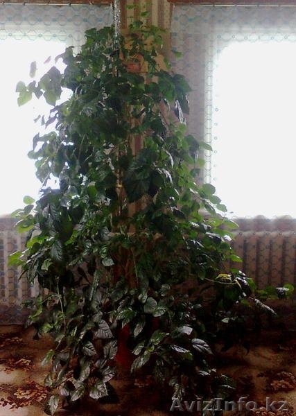 Продаю Китайскую розу - Изображение #5, Объявление #594192