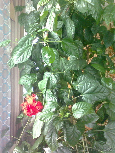 Продаю Китайскую розу - Изображение #4, Объявление #594192