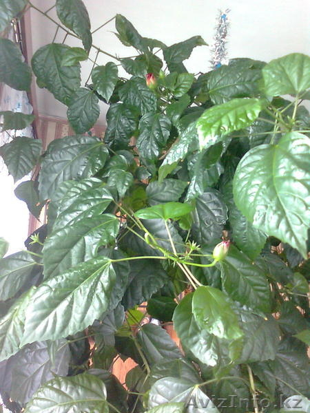 Продаю Китайскую розу - Изображение #3, Объявление #594192