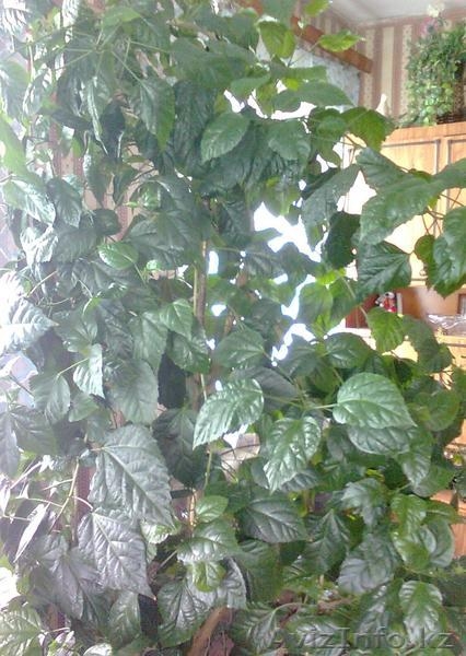 Продаю Китайскую розу - Изображение #2, Объявление #594192