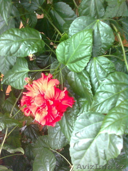 Продаю Китайскую розу - Изображение #1, Объявление #594192