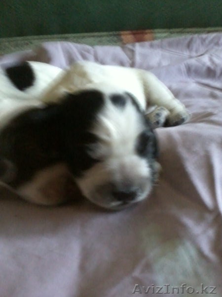 Продаю щенков русский спаниель. - Изображение #1, Объявление #573938