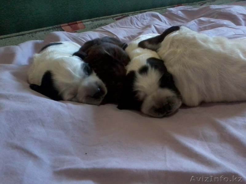 Продаю щенков русский спаниель. - Изображение #2, Объявление #573938