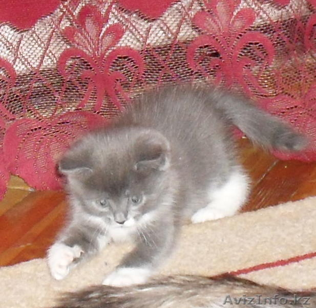 отдам в хорошие руки котенка девочку окрас-дымчатый с белыми лапками приучена к  - Изображение #2, Объявление #587090