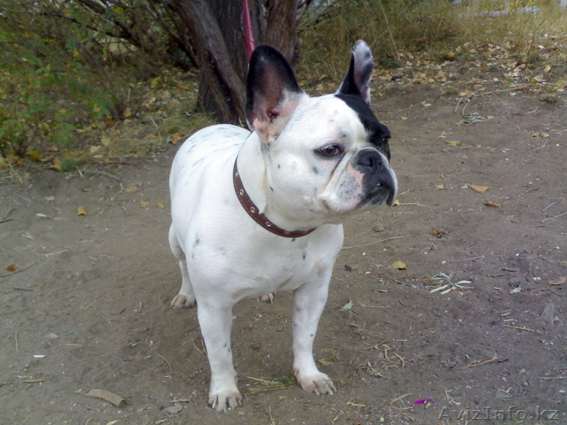продам французского бульдога - Изображение #2, Объявление #630988