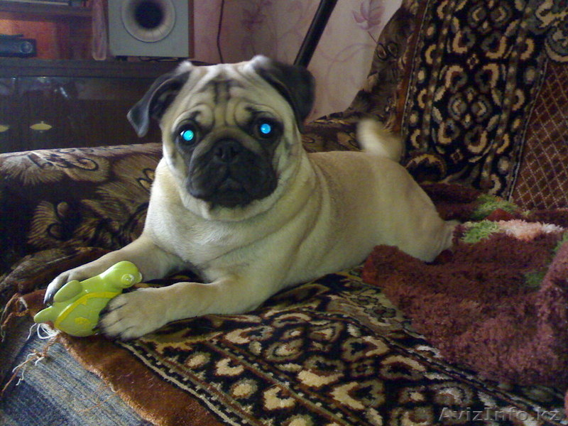 Продам щенка мопса - Изображение #1, Объявление #630984