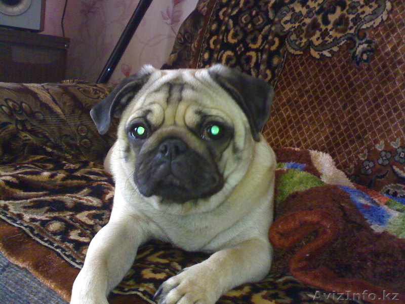 Продам щенка мопса - Изображение #2, Объявление #630984