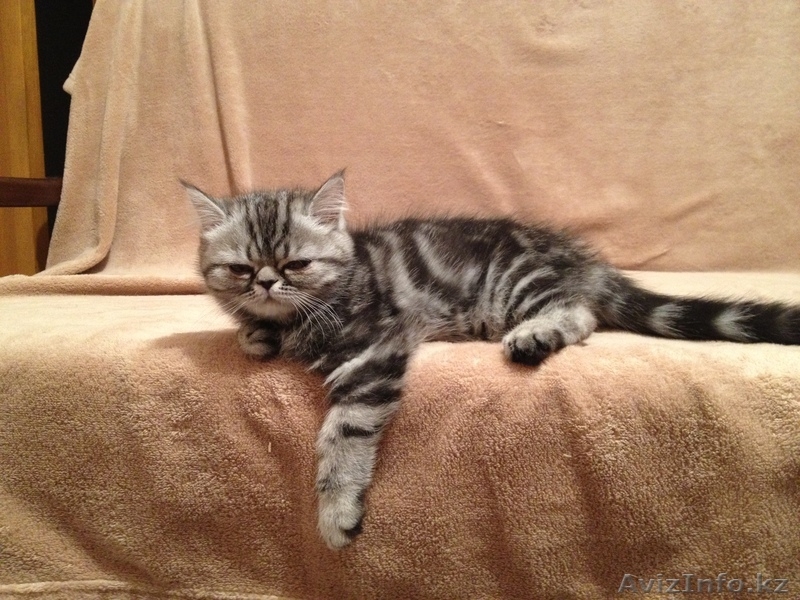 Продаю персидских и экзотических котят, Караганда - Изображение #1, Объявление #275898
