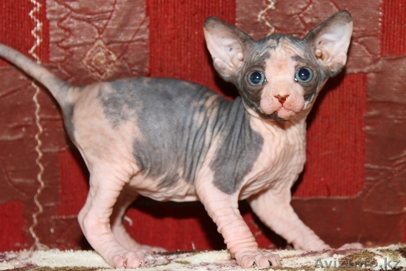 Котята канадского сфинкса ДОСТАВКА - Изображение #1, Объявление #688405