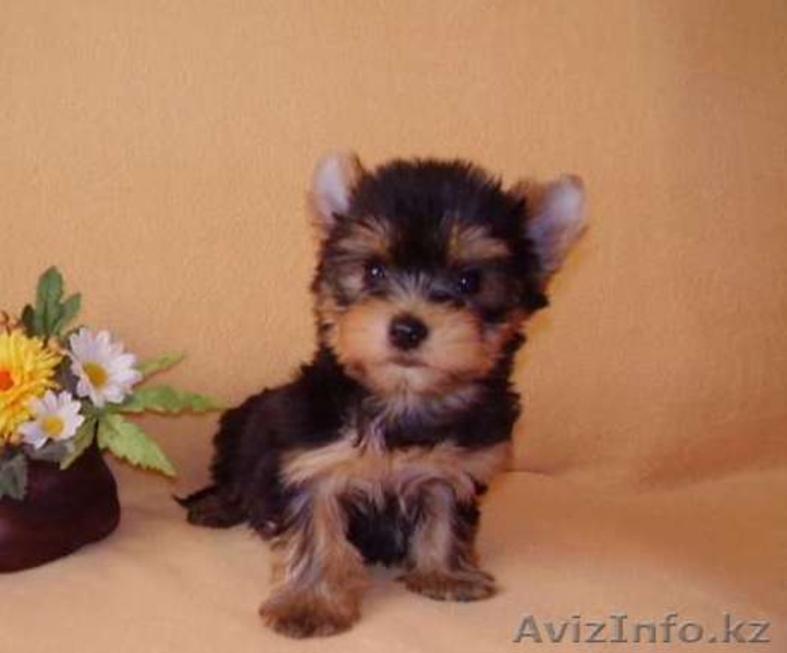 ЙОРКширский терьер щенки МИНИ - Изображение #1, Объявление #714169