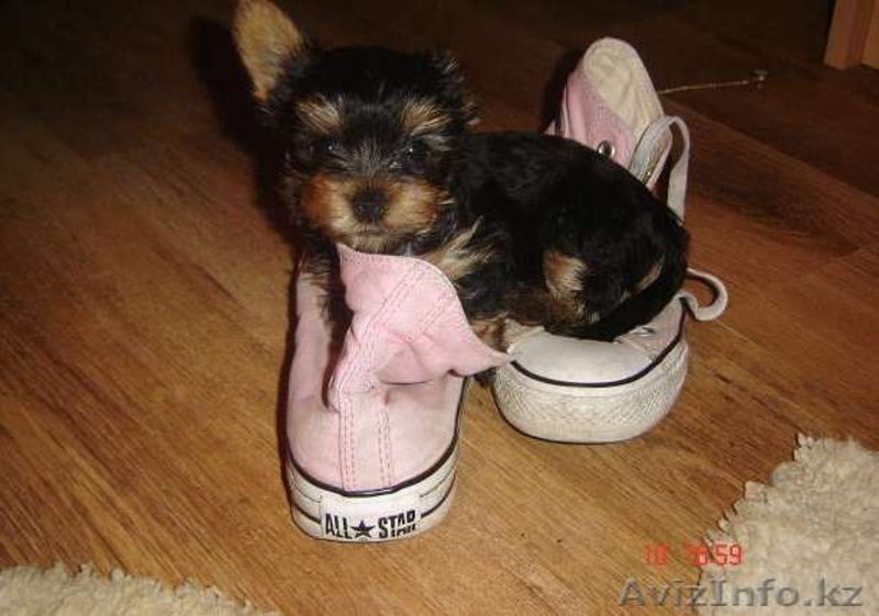 ЙОРКширский терьер щенки МИНИ - Изображение #4, Объявление #714169